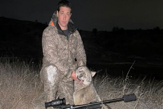 Hunting to wolf in Russia